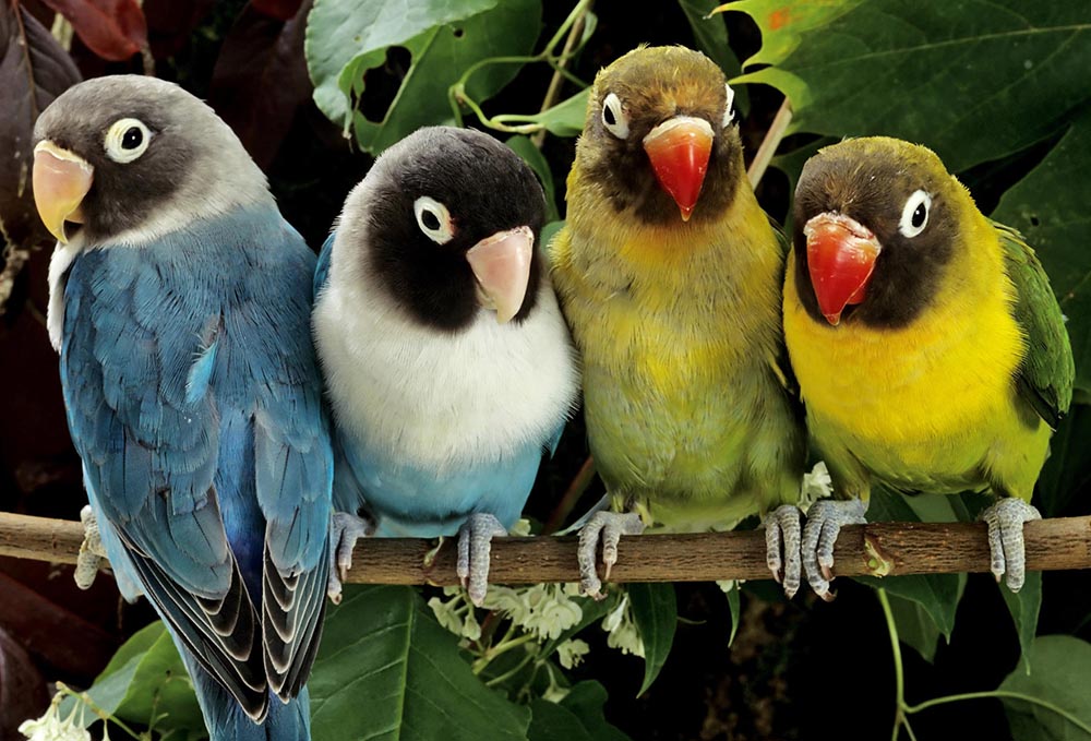 La Ferme aux Oiseaux Exotiques Athis