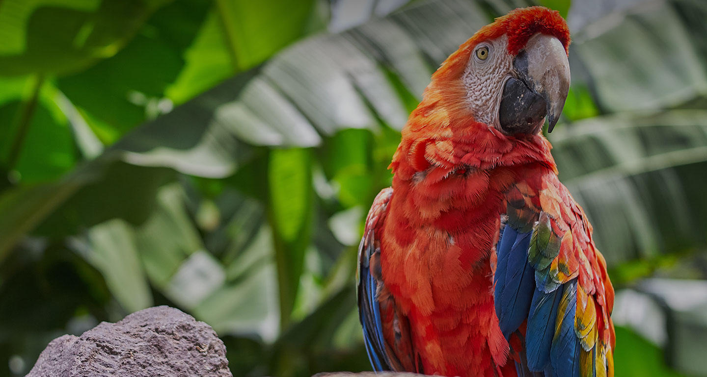 La Ferme aux Oiseaux Exotiques