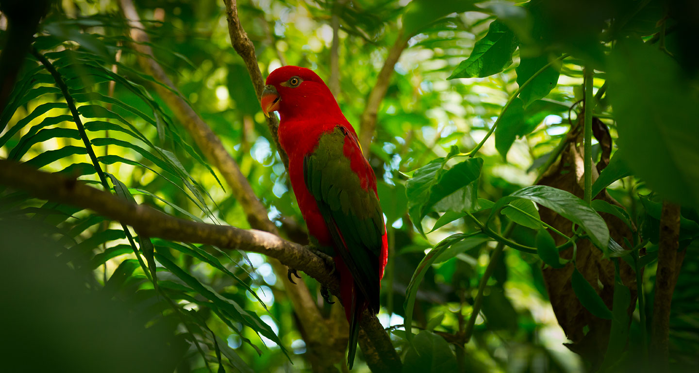 La Ferme aux Oiseaux Exotiques